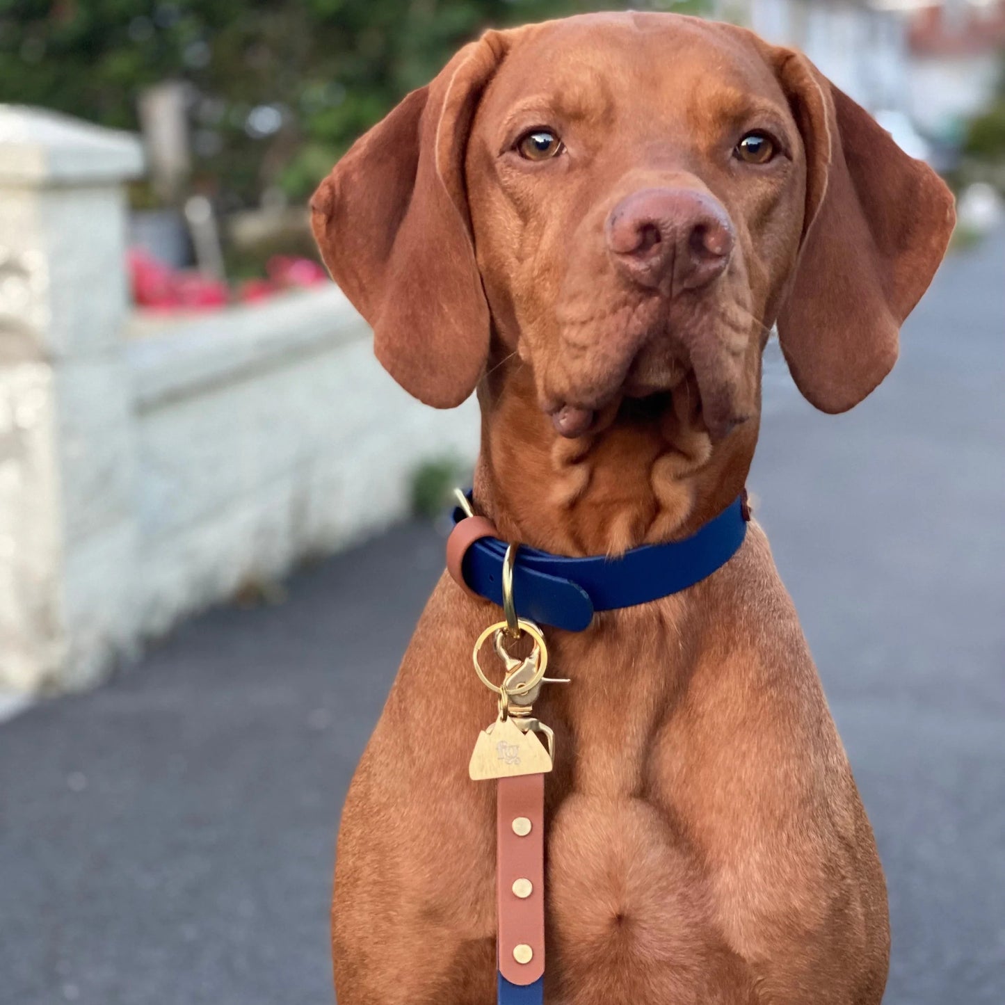 Buddy Colourblock BioThane® Dog Collar By Frank's Goods