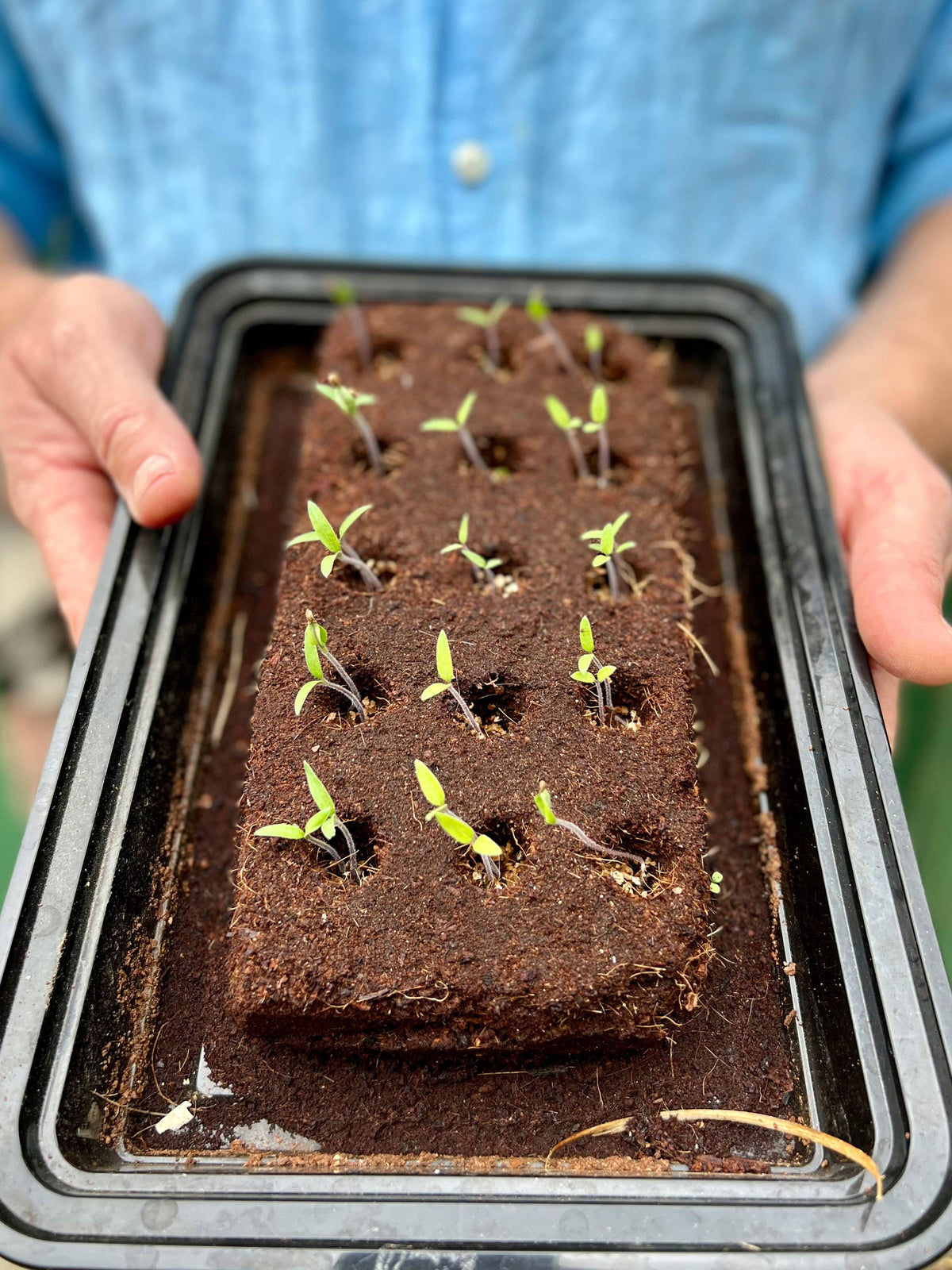 The Love Seeds By Growbar