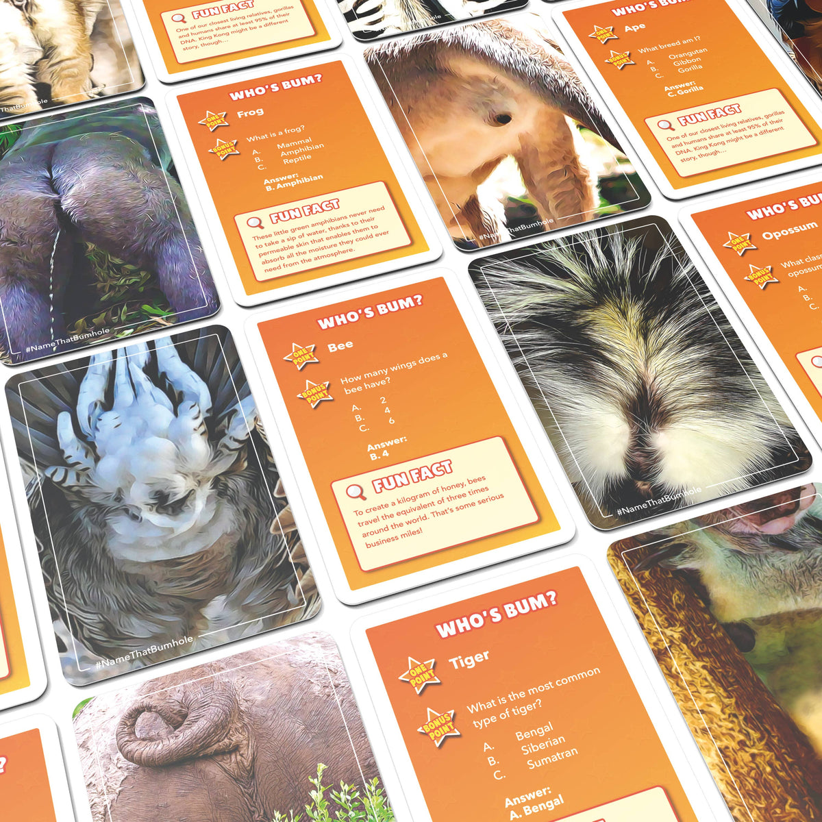 Name That Bumhole | Fun Family Flashcard Trivia Game