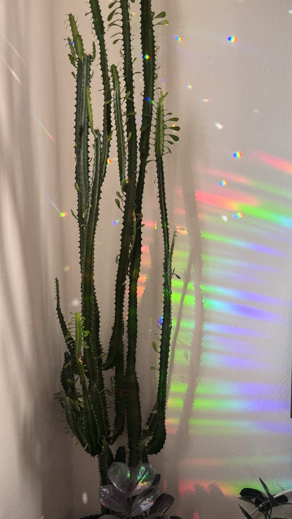 MANEKI NEKO Cat - Suncatcher Window Decal by Gleeful Hive