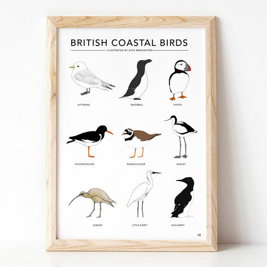 British Coastal Birds A4 Print by Kate Broughton