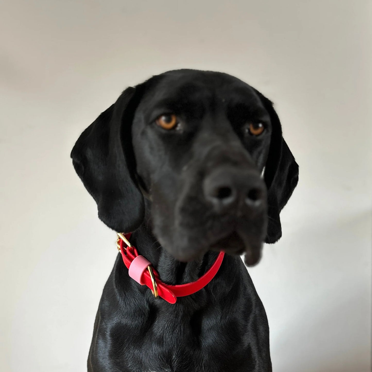 Love Colourblock BioThane® Red Dog Collar By Frank's Goods