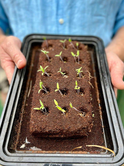 The Love Seeds By Growbar