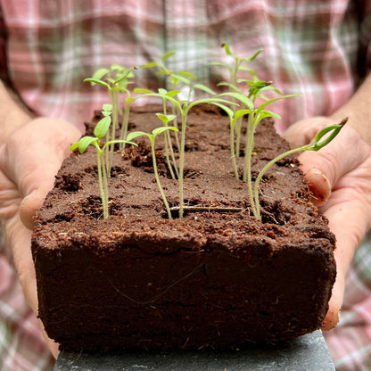 The Medieval Herbs Seeds By Growbar