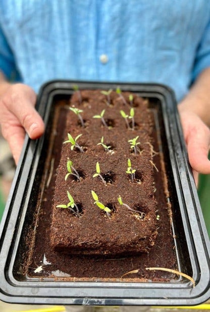 The Cat Seeds By Growbar