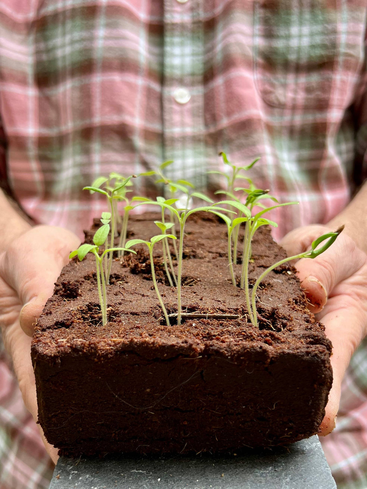 The Bird Seeds By Growbar