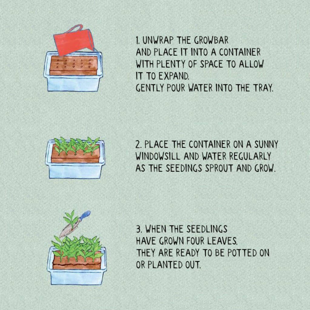The Tea Seeds ByGrowbar