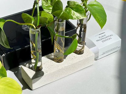 Handmade Plant Propagation Station - Glass Plant Propagator &  Holder by AndMash