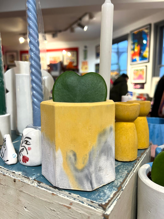 Concrete Mustard Plant Pot With Hoya by Onyx Studio