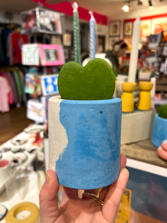 Concrete Blue Plant Pot With Hoya by Onyx Studio